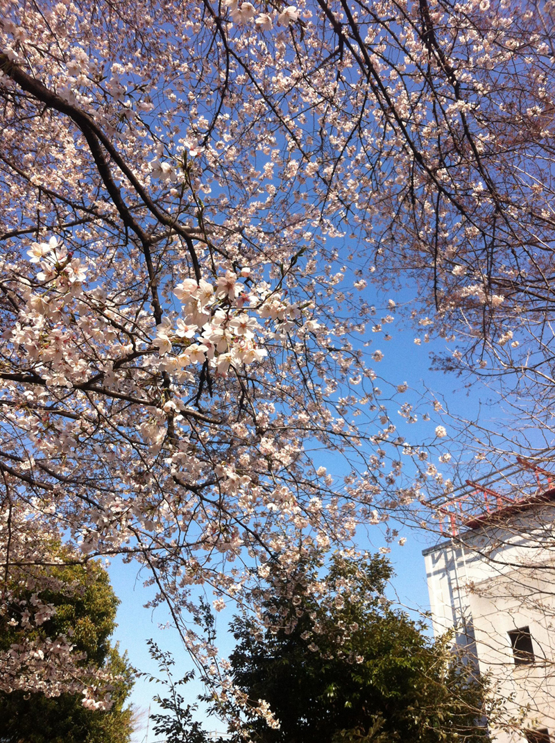 桜散歩1
