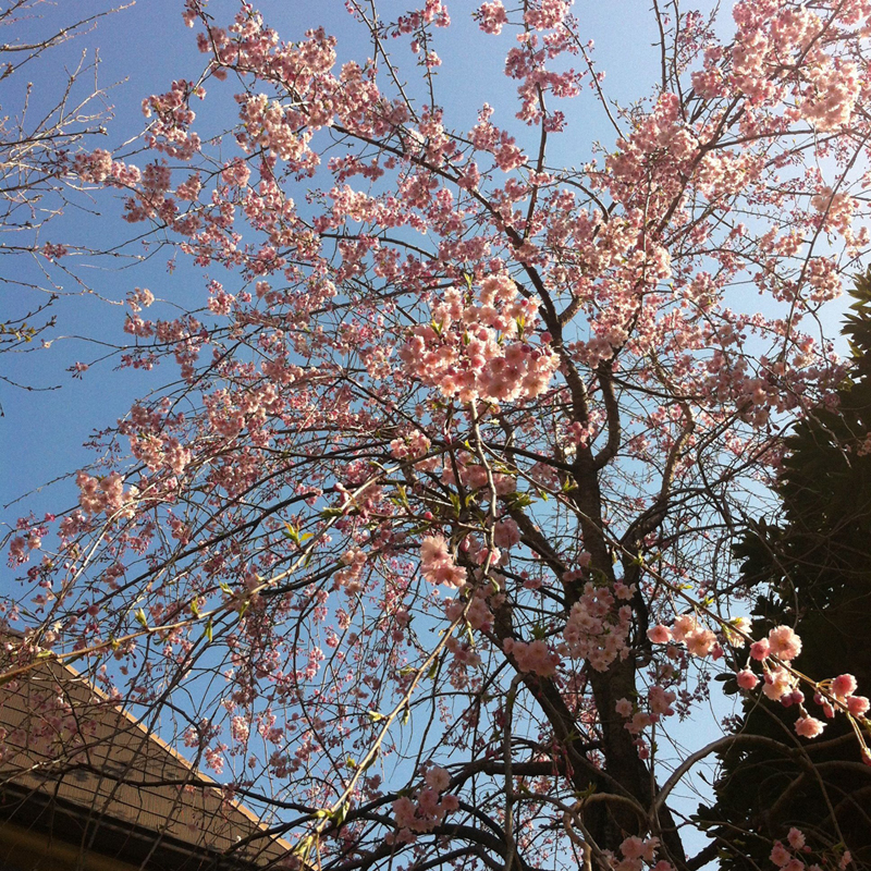 桜散歩4